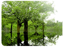 Clique aqui para acessar a nossa Pagina do Meio Ambiente